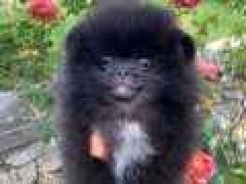 Baba teddy, anne fox uygun ve sağlık garantili yavrular