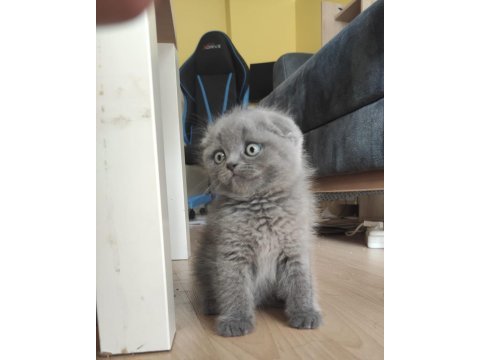 Gri scottish fold dişi ve erkek kedi