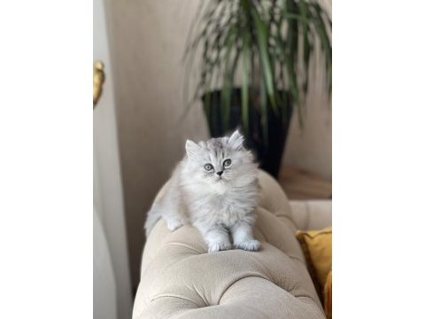 Safkan ırk garantili silver british longhair yavrumuz