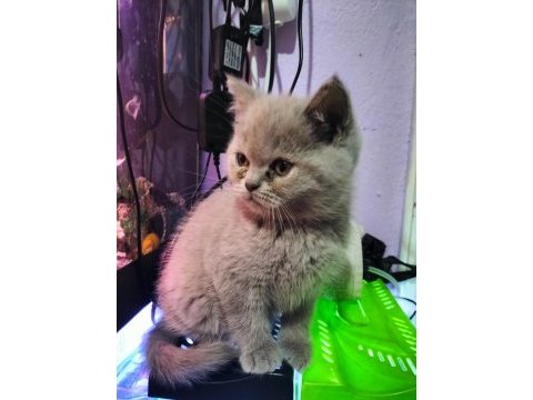 Dişi ve erkek british shorthair yavrular yer ısparta merkez