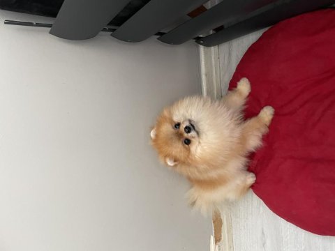 Pomeranian boo erkeğimiz yuvasını arıyor