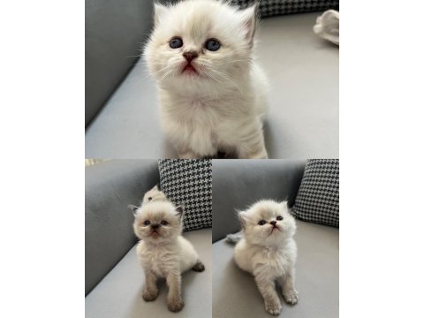 British longhair yavru kediler