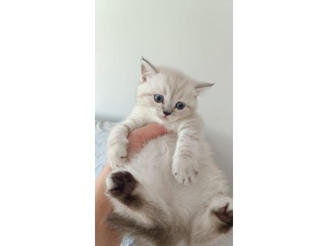 Bal suratlı kedilerim teslime hazır