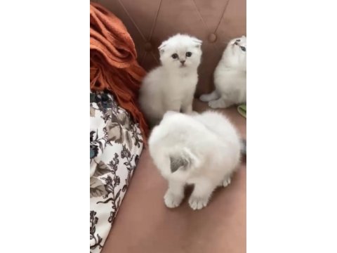 Safkan orjinal ırk dişi erkek yavru kediler
