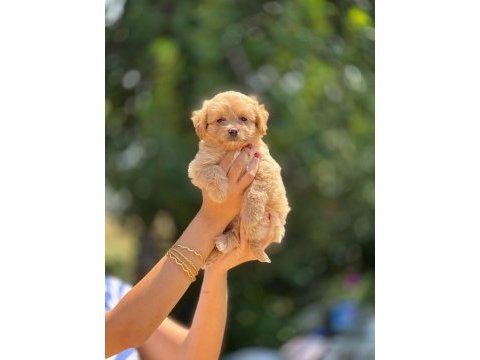 Aşılı ve çiş pedi eğitimli maltipoo bebekler 