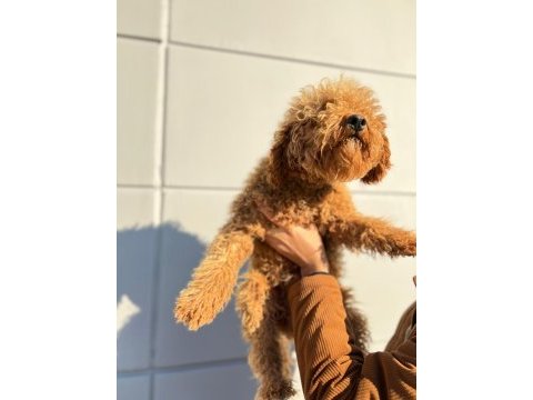 Kıvırcık tüy yumağı toy poodle oğlumuz