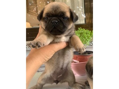 Teslime hazır pug mops yavrularım 1 dişi 1 erkek