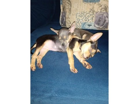 4 aylık minyatür pinscher