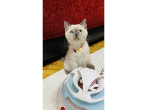 Safkan blue point son bir adet british shorthair