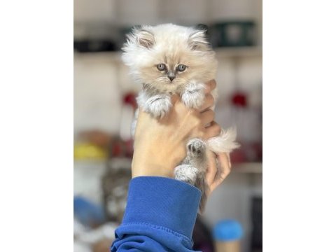 Üst kalite dişi british longhair yavrumuz kartopu