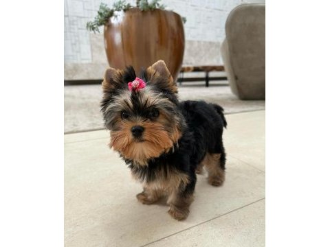 Evinizin akıllı yorkshire terrier şekeri