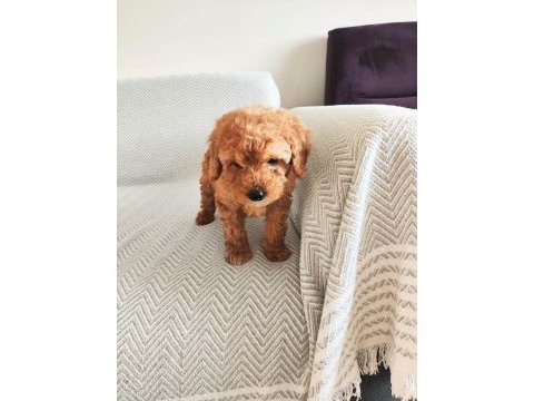 2 aylık poodle