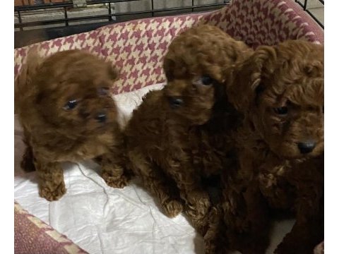 Toy poodle yavrular