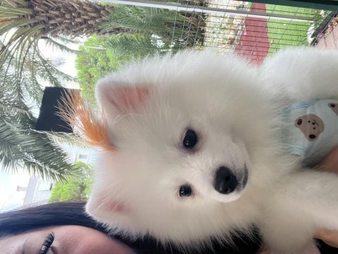 Safkan pomeranian 22 ocak doğumlu çipli aşıları tam