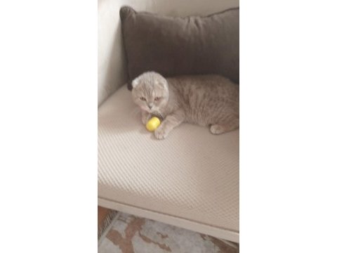 Scottish fold gofret yeni yuva arıyorum