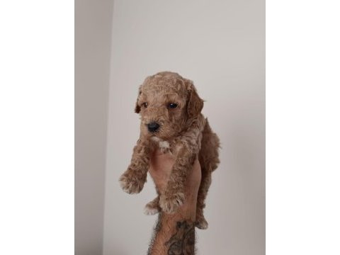 Poodle yavru köpeğimiz