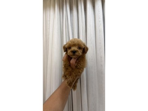Teacup kore maltipoo yavrusu