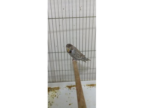 3 aylık şov jumbo muhabbet kuşlar