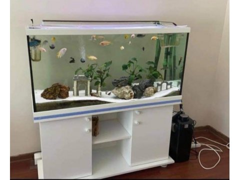 7 aylık hepsinin garantisi devam ediyor papağan takaslı