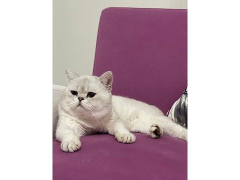 British shorthair silver point erkek kedime dişi arıyorum