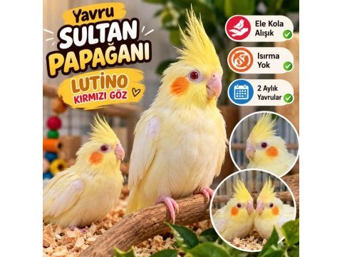 Yavru sultan papağanı lutıno