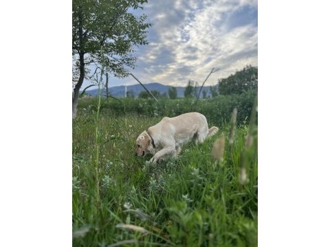 Sevimli golden retriever