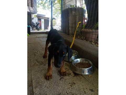 9 haftalık doberman yavrusu