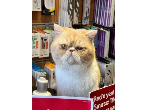 1,5 yaşında exotic shorthair