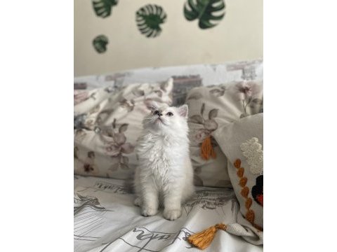 2 buçuk aylık dişi british longhair yavrumuz