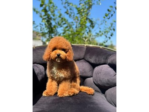 Toy poodle bebekler