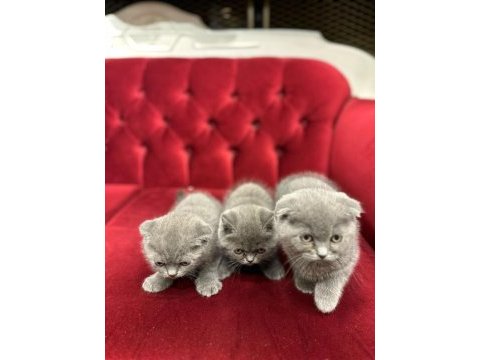 Scottish fold yavru kedilerimiz