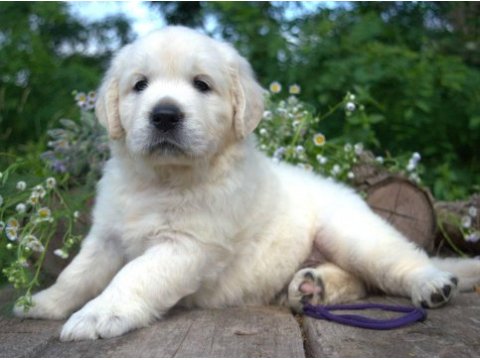 Golden retriever adrese teslim kapıda ödeme yapabilirsiniz
