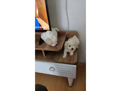 50 günlük maltipoo yavru