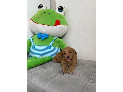Sevimli maltipoo köpekler