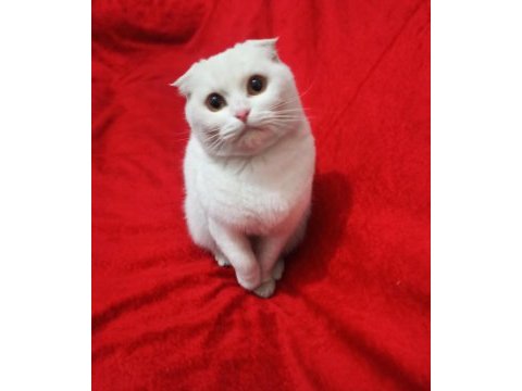 Kartopu scottish fold kedim yeni yuvasını arıyor