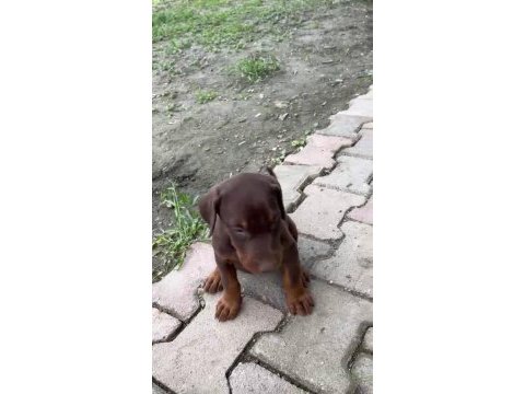 Güzel kaliteli doberman