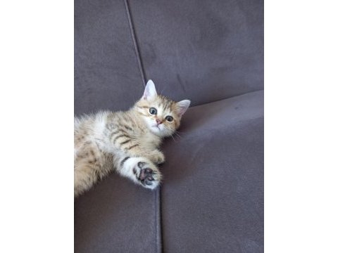 2 aylık golden tabby scottish erkek yavrumuz sahibini arıyor
