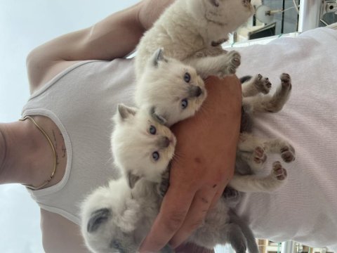 Scottish fold blue point ve scottish straight