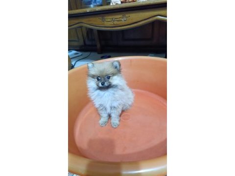 2 aylık erkek pomeranian boo yavru