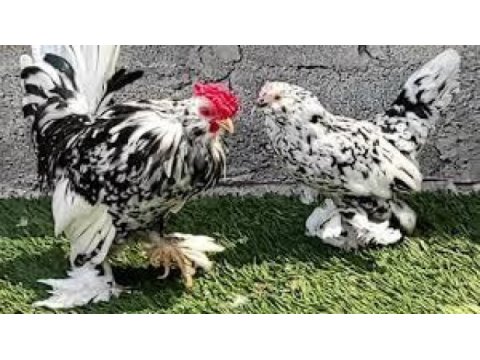 Kusursuz a kalite ispençler