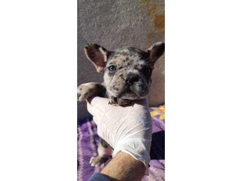 Egzotic dişi french bulldog bebeklerim
