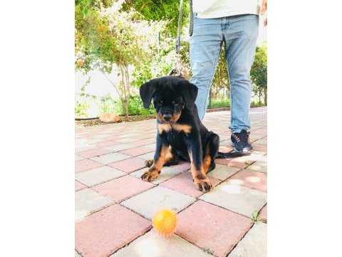 Şampiyon rottweiler yavrumuz
