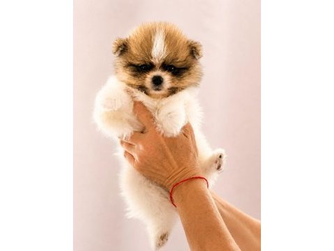 Pomeranian boo teacup garantili