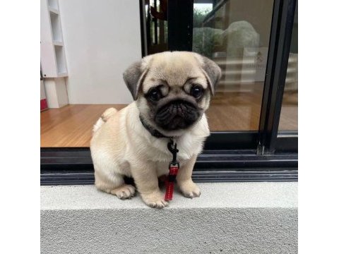 Malzeme hediye pug mops yavrularımız