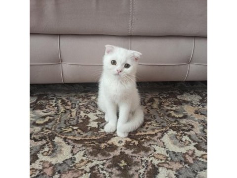 Scottish fold dişi yavrumuz