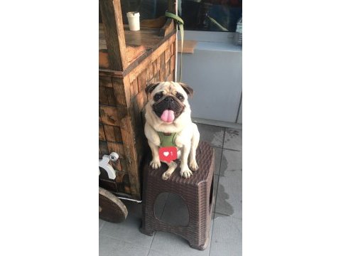 3 yaşında pug