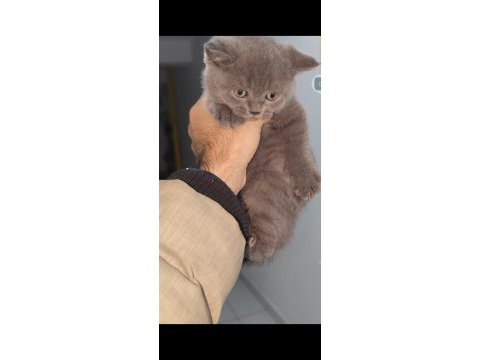 British shorthair kedisi