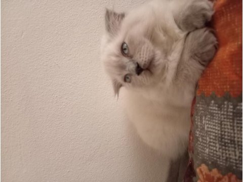 3 aylik çok güzel erkek scottish fold