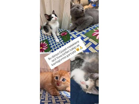 40 günlükler takip şartıyla sahiplendirilecek kediler
