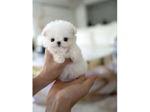 Kore maltese köpeklerimiz gelmiştir